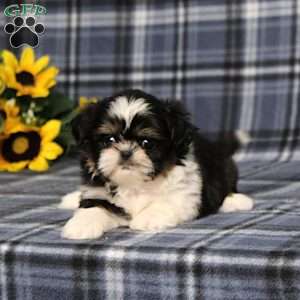 Bitsy Baby, Shih Tzu Puppy